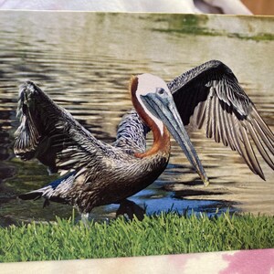 Wild & Punny Birthday Card: Pelican