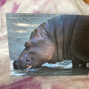 Cartão de aniversário selvagem e punny: hipopótamo