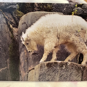 Cartão de aniversário selvagem e punny: cabra montesa