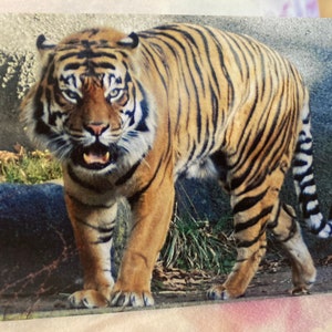 Cartão de aniversário selvagem e punny: tigre