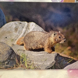 Dzika i dowcipna kartka urodzinowa: Marmot