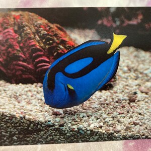 Wild & Punny Birthday Card: Blue Tang