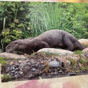 Cartão de aniversário selvagem e punny: lontra de rio