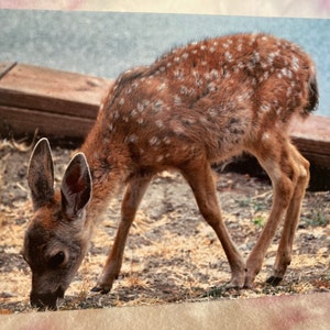 Wild & Punny Birthday Card: Fawn