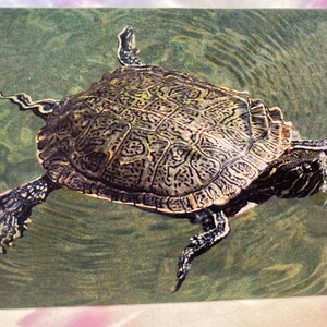 Wild & Punny Birthday Card: Turtle