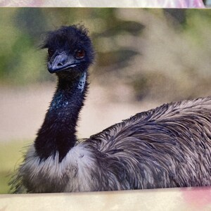 Cartão de aniversário selvagem e punny: Emu
