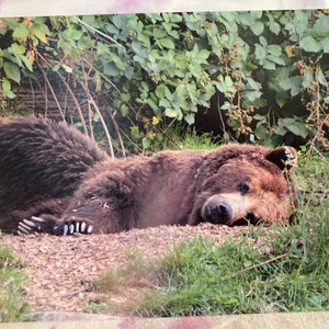 Cartão de aniversário selvagem e punny: Grizzly