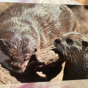Wild & Punny Geburtstagskarte: Asiatischer kleinkrallender Otter