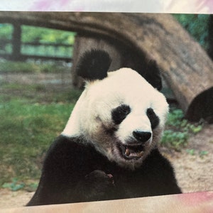 Cartão de aniversário selvagem e punny: Panda