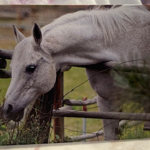 Wild & Punny Birthday Card: Horse