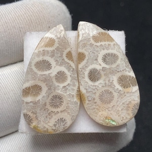 Puede incluir: Dos cabujones de coral fosilizado en forma de lágrima. Las piedras pulidas muestran un patrón de estructuras circulares, similares a flores, en tonos beige y crema. Los cabujones están sobre un fondo blanco.