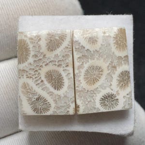 Par de cabujones de coral fósil natural / 18,1 x 11,9 x 4,5 mm, 23,16 quilates / Presentan patrones que se asemejan a flores y estrellas.