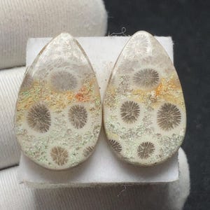 Par de cabujones de coral fósil natural / 23,4x14x4,2 mm, 14,50 quilates / Presentan patrones que se asemejan a flores y estrellas.