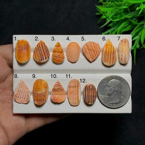 Könnte beinhalten: Eine Sammlung von zwölf kleinen, polierten, orange und braun gestreiften Muschel-Cabochons, angeordnet in zwei Reihen auf einem weißen Display, nummeriert von eins bis zwölf, mit einer US-Vierteldollarmünze als Größenvergleich neben dem zwölften Stück.