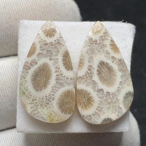 Puede incluir: Dos cabujones de coral fosilizado en forma de lágrima. Los cabujones tienen una base de color crema con intrincados patrones de coral fosilizado marrón y beige. Las piedras pulidas se exhiben sobre una superficie blanca.