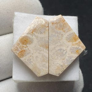 Puede incluir: Dos cabujones de piedras preciosas pulidas a juego, con forma de diamante. Las piedras tienen una base de color crema con intrincados patrones de coral fosilizado marrón y naranja. Los cabujones se muestran sobre una superficie blanca.