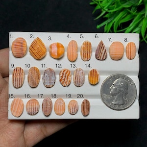 Könnte beinhalten: Ein weißes Display-Board mit zwanzig kleinen, ovalen, orange-weiß gestreiften Muschelstücken, nummeriert von 1 bis 20. Eine US-Vierteldollarmünze liegt rechts auf dem Board, um die relative Größe der einzelnen Stücke zu verdeutlichen.