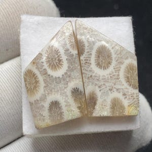 Puede incluir: Dos cabujones de coral pulidos y a juego. Las piedras tienen una base de color crema con intrincados patrones marrones y blancos, que recuerdan al coral fosilizado. Los cabujones están tallados en una forma geométrica única.
