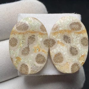 Puede incluir: Dos cabujones ovalados con un patrón de coral fosilizado. Las piedras presentan una base color crema con intrincados diseños de fósiles marrones y tostados. Los cabujones están sobre un fondo blanco.