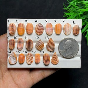Könnte beinhalten: Eine Sammlung von neunzehn kleinen, ovalen und tropfenförmigen, orange-braun gestreiften Muschel-Cabochons auf einem weißen Display. Jedes Stück ist von 1 bis 19 nummeriert, wobei eine US-Quarter-Münze als Größenvergleich daneben liegt.