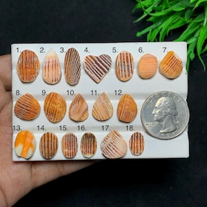 Könnte beinhalten: Eine Sammlung von achtzehn kleinen, polierten, orange und braun gestreiften Muschel-Cabochons auf einer weißen Anzeigekarte, nummeriert von eins bis achtzehn, mit einer US-Vierteldollarmünze als Größenvergleich.