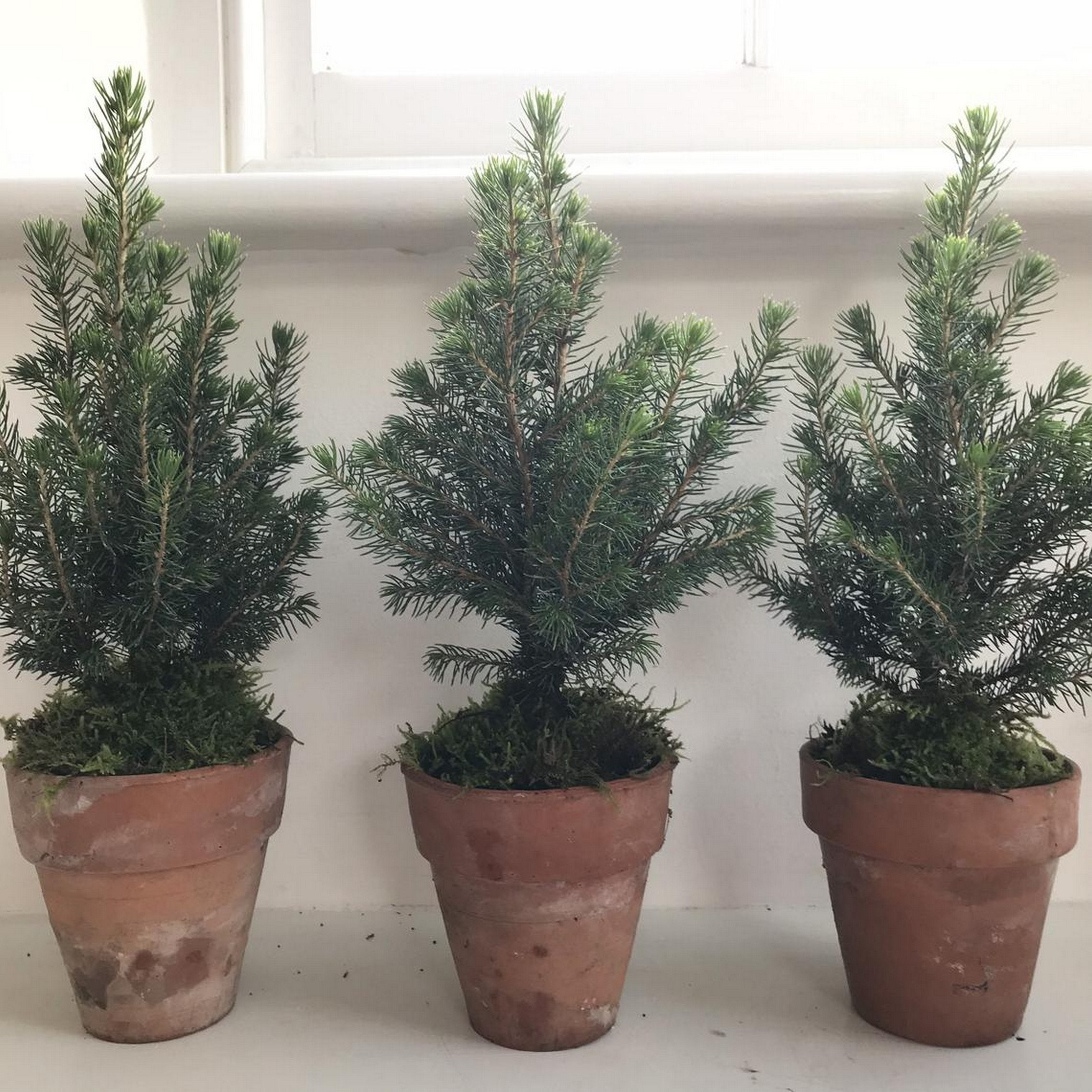 Spotless Mini Christmas Pine Tree Vintage Pots Handmade Real Etsy