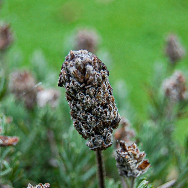 Winter Lavender