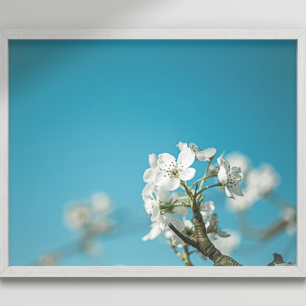 Pear Blossom Print, Blossom Print, Floral Print, Pear Trees, Botanical Print, Blue Sky Photography, Nature Wall Art, Digital Download