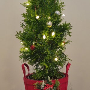 Potted Christmas Tree Live  | Private Jet™ Arborvitae| 1 & 2 Gallon Plants