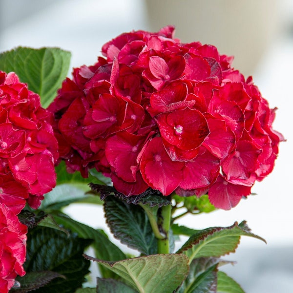 Cherry-Go-Round™ Reblooming Hydrangea | Bloomin' Easy Brand® | Quart Plant