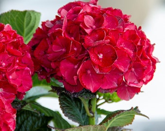 Cherry-Go-Round™ Red Reblooming Hydrangea | Bloomin' Easy®