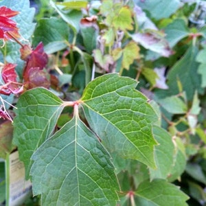 Boston Ivy Parthenocissus tricuspidata | 1 Gallon Vine| Free Shipping
