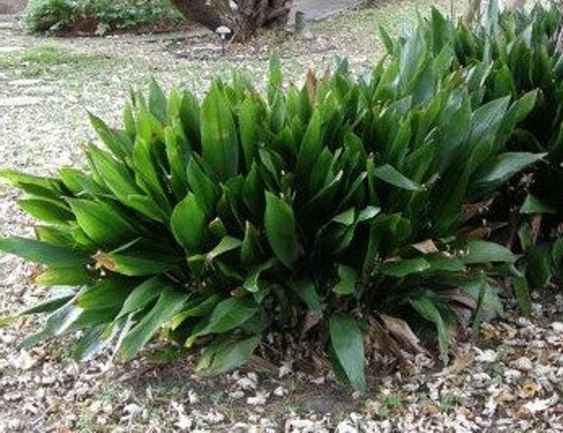 Cast Iron Plant Aspidistra Elatior 1 Gallon Container - Etsy