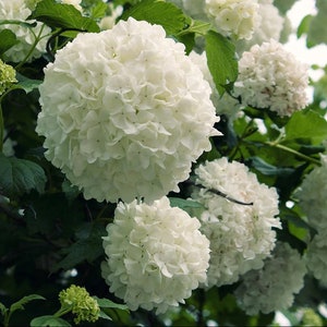 Chinese Snowball Viburnum | Viburnum macrocephalum &#39;Sterile&#39;