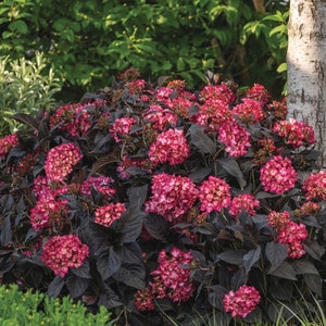 Eclipse ® Bigleaf Hydrangea | Hydrangea m. 'Bailmacseven' PP34,544, UPP | No state shipping restrictions.