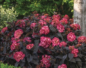 Eclipse ® Bigleaf Hydrangea | Hydrangea m. 'Bailmacseven' PP34,544, UPP | Quart & 1 Gallon Plant |  Available March 2024