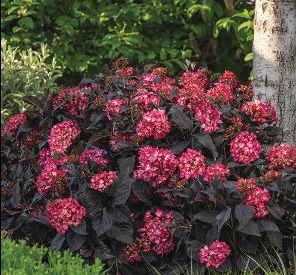 Eclipse ® Bigleaf Hydrangea | Hydrangea m. 'Bailmacseven' PP34,544, UPP | No state shipping restrictions.