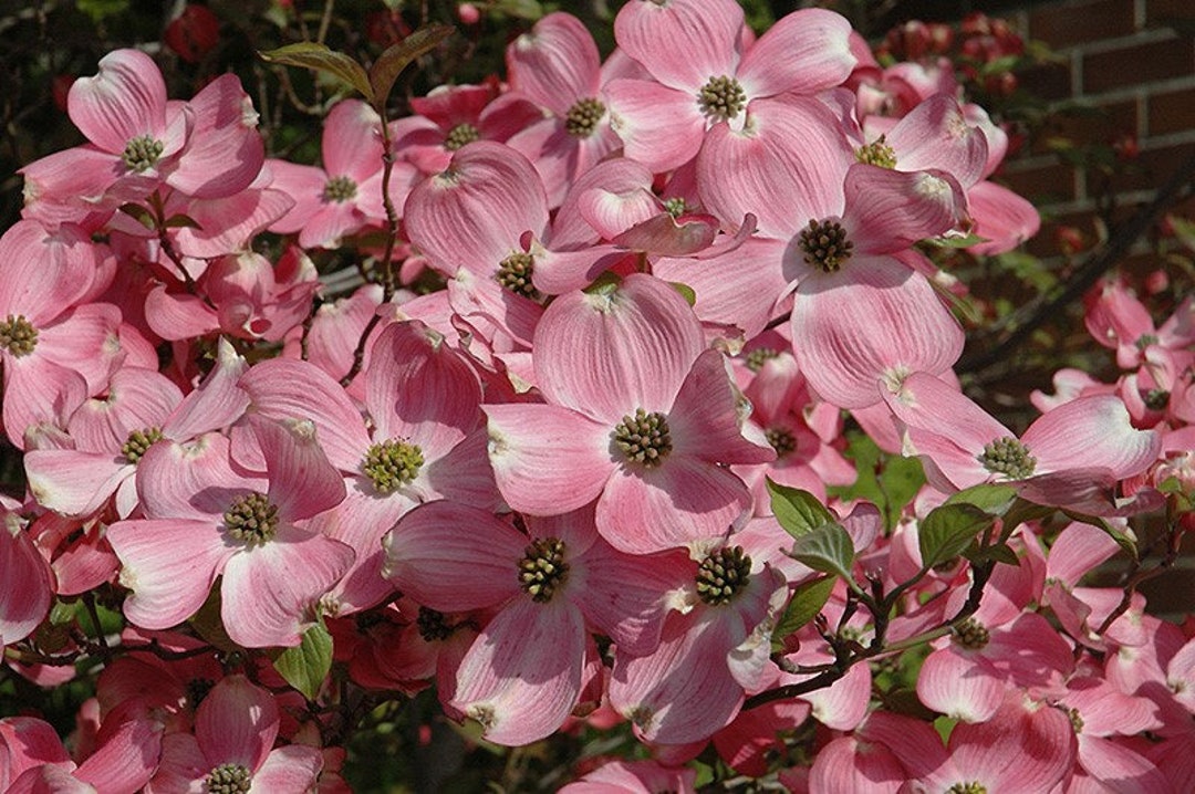 Pink Flowering Dogwood Cherokee Brave Dogwood Tree Cornus - Etsy