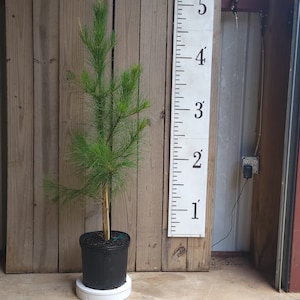 Loblolly Pine Tree | Pinus taeda &#39;Loblolly&#39;