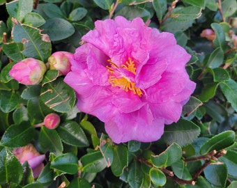 Stephanie Golden Camellia | Camellia sasanqua ‘Stephanie Golden’ | Quart Plant  | Free Ground Shipping