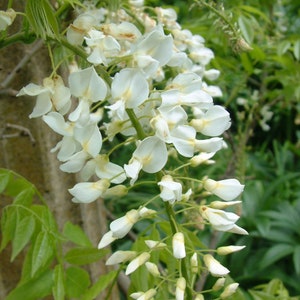 White Wisteria Tree | Wisteria s. &#39;Alba&#39; | 1 Gallon Plant | Free Ground Shipping