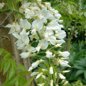 White Wisteria Tree | Wisteria s. 'Alba' | 1 Gallon Plant | Free Ground Shipping