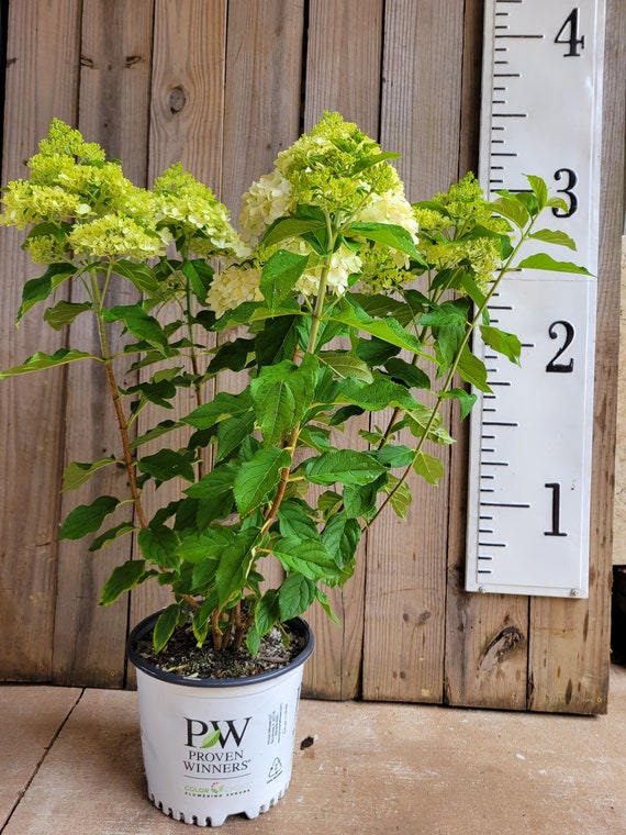 Limelight Hydrangea | Limelight Hydrangea Paniculata USPP