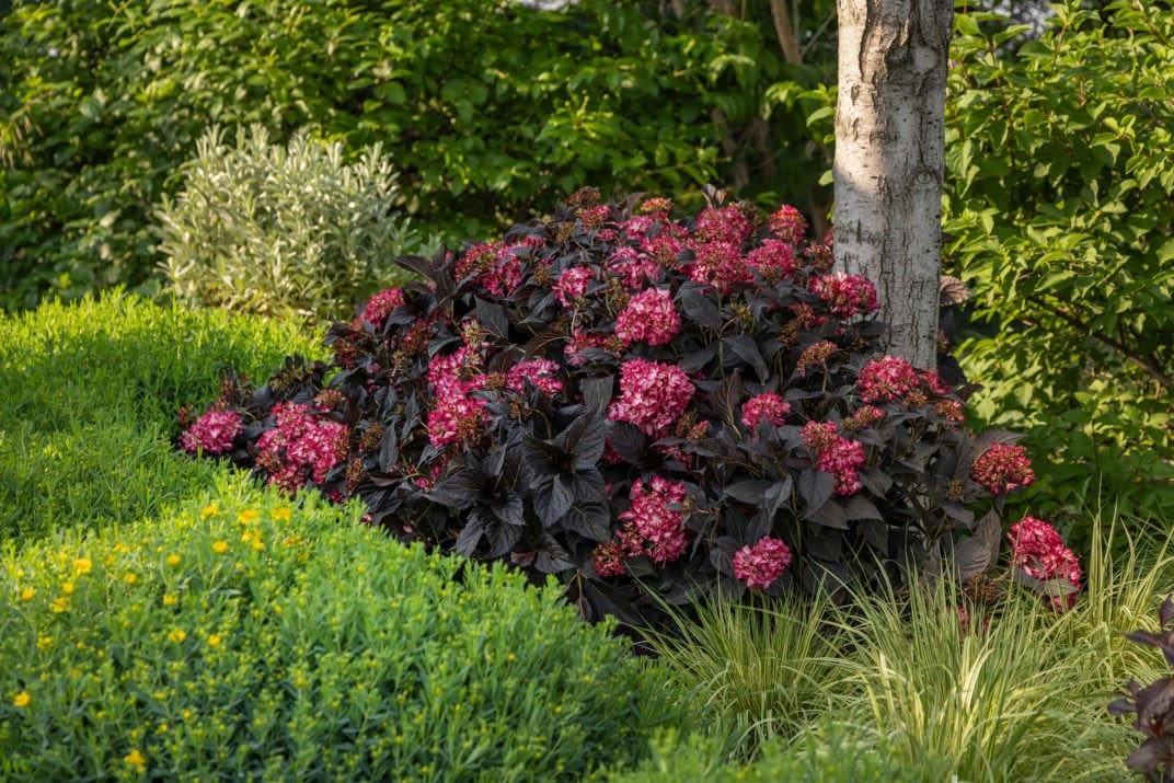 Eclipse ® Bigleaf Hydrangea | Hydrangea M. 'bailmacseven' PP34,544