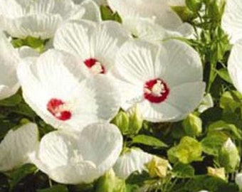 Luna White Hardy Hibiscus | Hibiscus moscheutos 'Luna White' | Quart Plant | Free Shipping