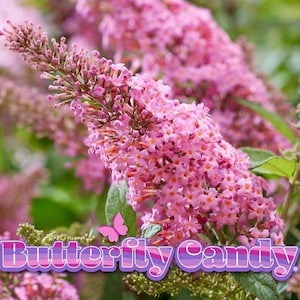May include: A close-up of a pink butterfly bush with the text "Butterfly Candy" in a purple and pink font.