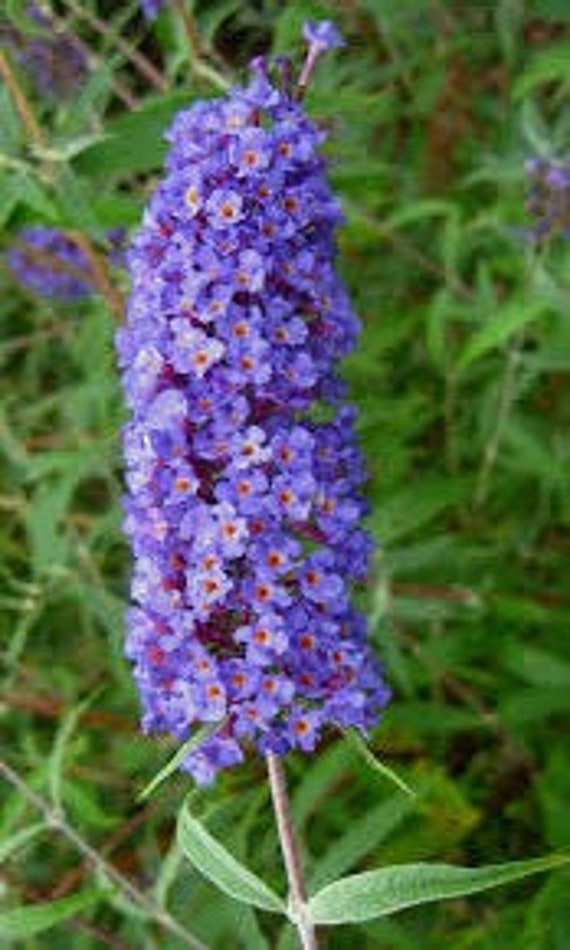 Image of Nanho blue butterfly bush image 2