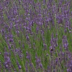 Phenomenal Lavender PP24193 | Quart container |