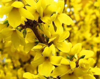 Forsythia | Lynwood Gold Forsythia | Live Plant | Quart & 3 Gallon Plant | Free Shipping