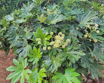 Fatsia Japonica | Aralia Japonica